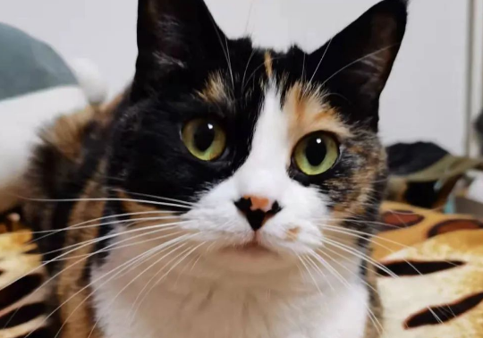 猫咪大全之三色猫品种介绍! 猫咪大全之三色猫品种介绍!