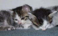 猫猫一只眼有眼线另一只没有是什么原因