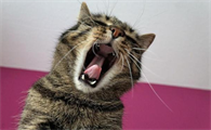 猫晚上为什么哭叫