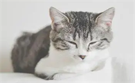 猫咪为什么会神经发作发抖呢