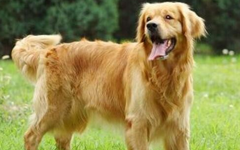 一文详解：黄金猎犬性格特点及饲养注意事项