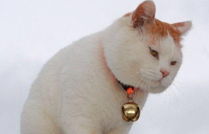 招财猫是哪种猫