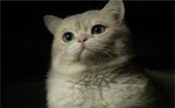 猫没有食欲不喝水怎么办