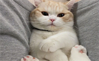 猫咪眼睛为什么左右转动呢