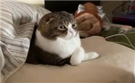 主人睡觉猫为什么不打扰啊