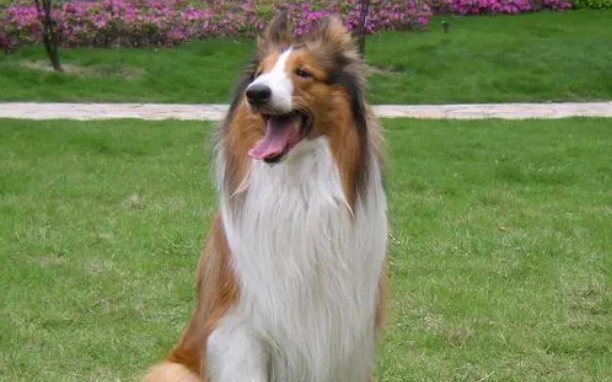 柯利犬介绍! 柯利犬介绍!