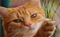 猫咪为什么会看主人眼神