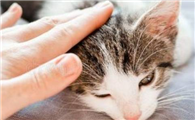 猫咪老蹭脑袋是为什么呢