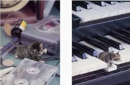 皮堡斯猫怎么养比较好