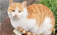 猫咪为什么总在家巡逻呢