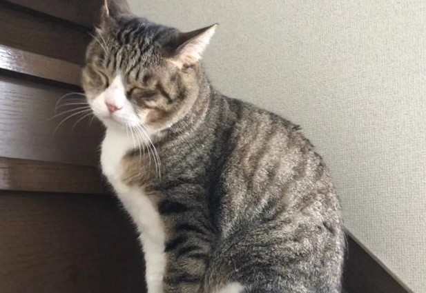 麒麟猫是土猫吗