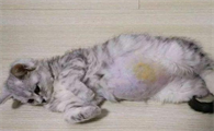 猫出现膀胱肿瘤还能活多久啊