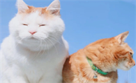 猫咪为什么叫母亲的名字呢