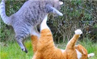 很多猫咪为什么喜欢打架的原因