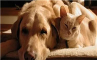为什么猫猫狗狗会怕呢