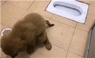 金毛幼犬如何训练排便能力