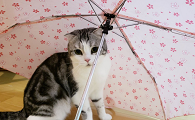 为什么猫咪爱躲雨伞