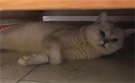 猫咪为什么总喜欢睡床底呢