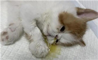 为什么不让猫接触