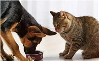 猫咪可以吃狗粮不