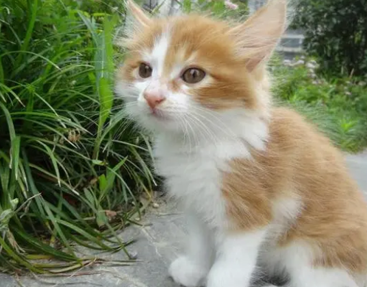 星期猫是什么症状