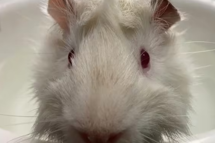 荷兰猪带回家多久洗澡啊