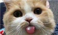 猫咪为什么平时咬着舌头呢