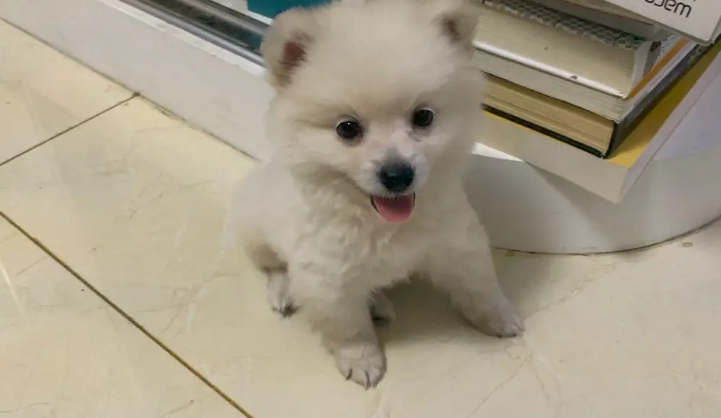 三个月博美狗狗怎么训练定点大小便呢