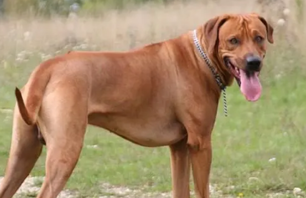 罗德西亚脊背犬是什么品种的狗狗？