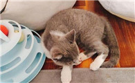 猫咪换新主人好吗为什么