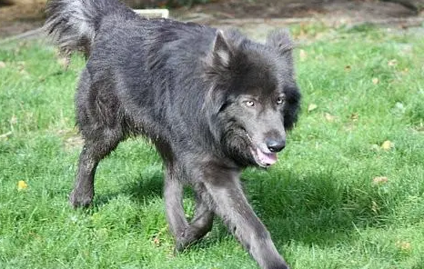 蓝湾牧羊犬多少钱一只啊