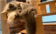 怎么确定猫咪认主人了呢