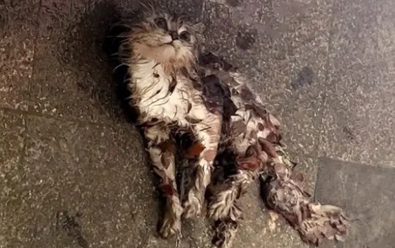 雨中一动不动的金吉拉猫，浑身发抖满眼无助，它为什么会流浪？