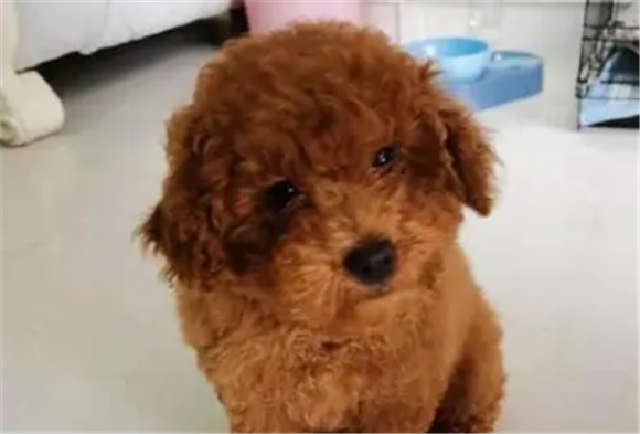 养泰迪狗新手需要准备什么东西啊