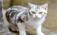 家猫品种有哪些种类