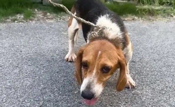 比格犬也难免沦为烂脖子交易品,狗主:想养狗就买,不养就卖 比格犬也难免沦为烂脖子交易品,狗主:想养狗就买,不养就卖