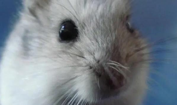 怎样正确的喂养熊猫仓鼠,一起学习一下! 怎样正确的喂养熊猫仓鼠,一起学习一下!