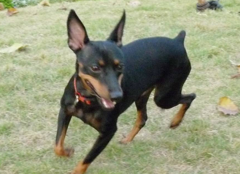 迷你杜宾犬性格怎么样啊