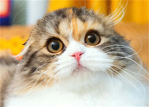 苏格兰折耳猫:折耳即萌点,也是痛点 苏格兰折耳猫:折耳即萌点,也是痛点