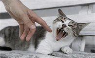 猫咪会不会随时都应激呢
