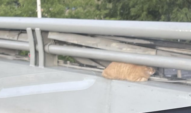 被困高架桥的流浪猫，面对川流不息的车辆，它只能蜷缩在它认为安全的空间里