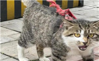 猫为什么气势汹汹呢