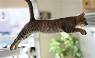 猫咪为什么总在家里乱跑