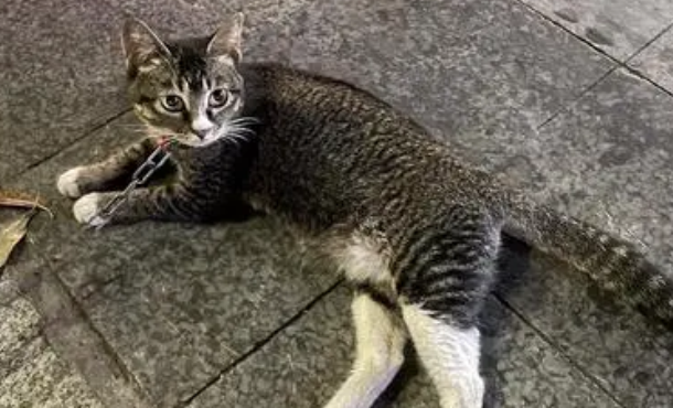 雀猫是雀猫,狸猫是狸猫,不一样 !-宠物网