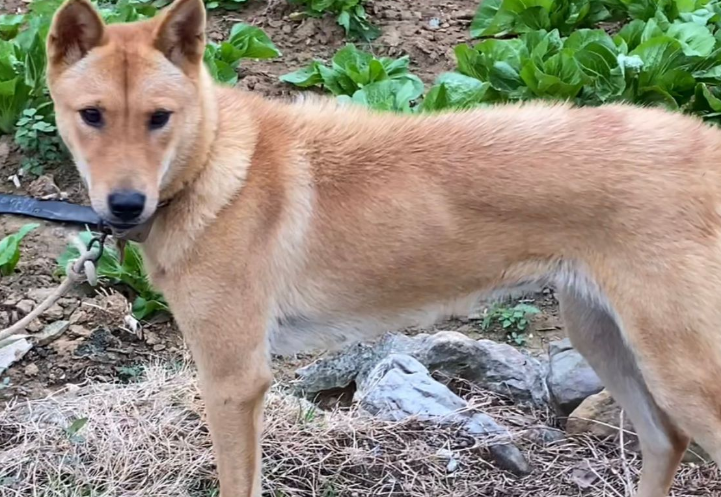 没钱的朋友请进,世界猎犬土猎犬乃是百里挑一,应该如何挑选? 没钱的朋友请进,世界猎犬土猎犬乃是百里挑一,应该如何挑选?