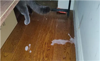 猫咪为什么总是吐泡沫水啊