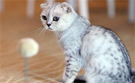 猫咪寿命很短吗为什么呢