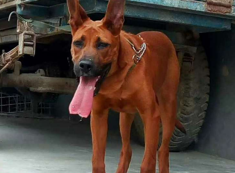 红犬是什么狗,怎么养? 红犬是什么狗,怎么养?
