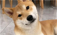 狗狗歪头是因为什么呢