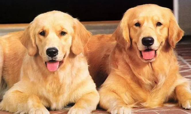 金毛犬6个月怎么样训练好